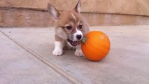 Un bébé Corgi trop mignon joue avec une citrouille!