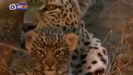 Leopar Yavrusunu Yiyen Pitonla Kapışıyor