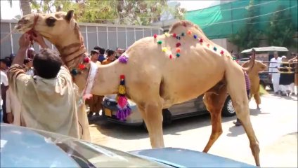 Camel Sacrifice