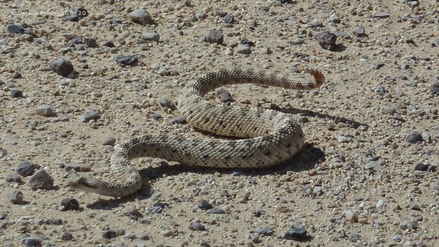 Researchers Study Real Sidewinder Snakes To Improve Sidewinding Robots