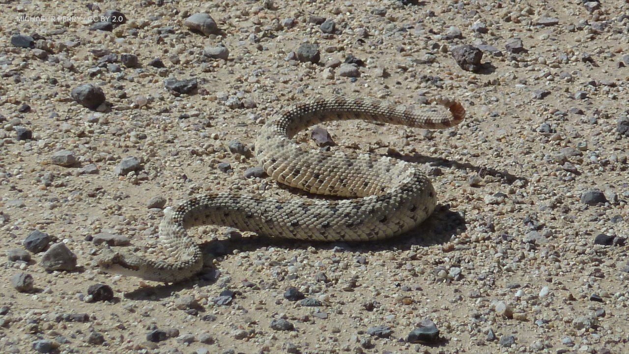 Researchers Study Real Sidewinder Snakes To Improve Sidewinding Robots