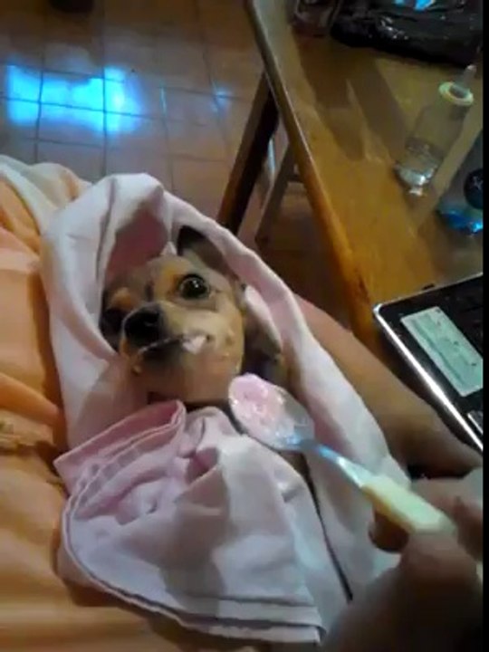 Le petit déjeuner est servi pour cet adorable bébé