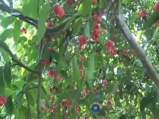 Lý Con Sáo (Du Ngoạn Tây Đô 5.6)