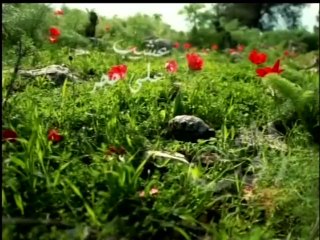 صباح الخير يا قدس ج2 - الجمعة - 10-10-2014