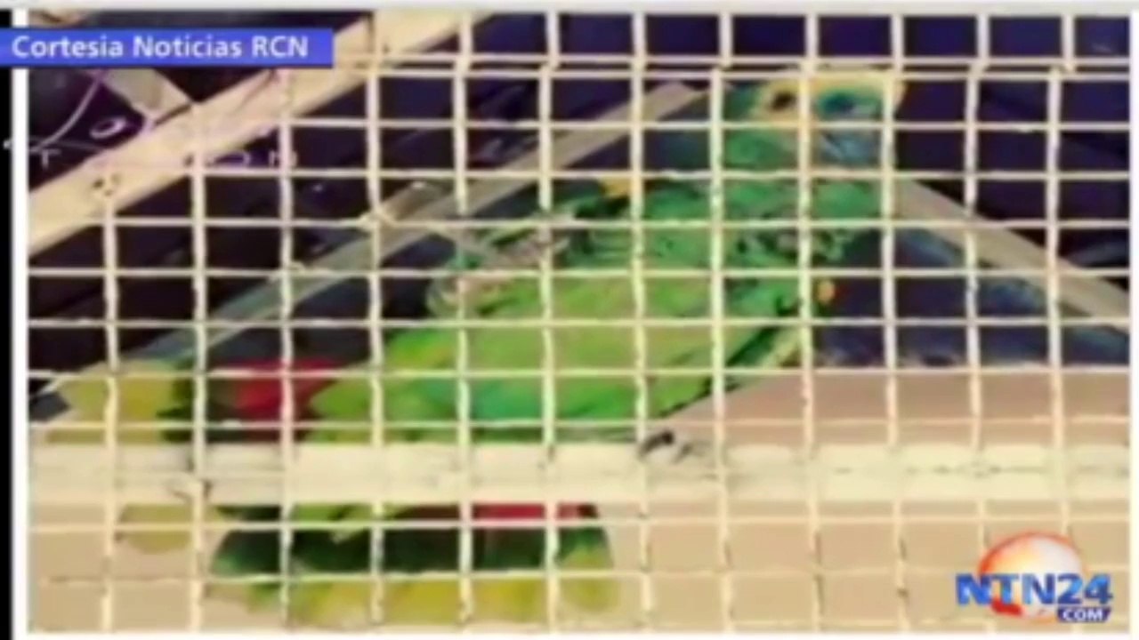 Ce perroquet célèbre les buts de Falcao à sa façon !