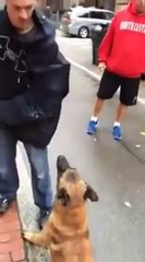 Extremely well trained dog as a defensive tool