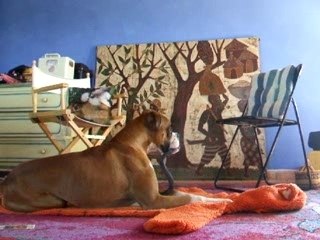 UNE CHIENNE KI DÉLIRE