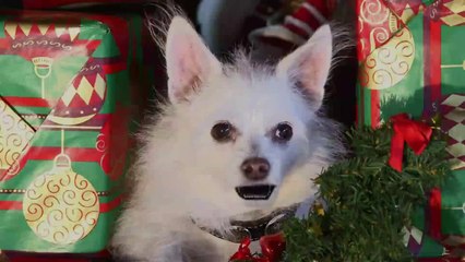 The Three Dogateers Official Trailer 1 (2014) - Dean Cain, Richard Riehle Canine Adventure Movie