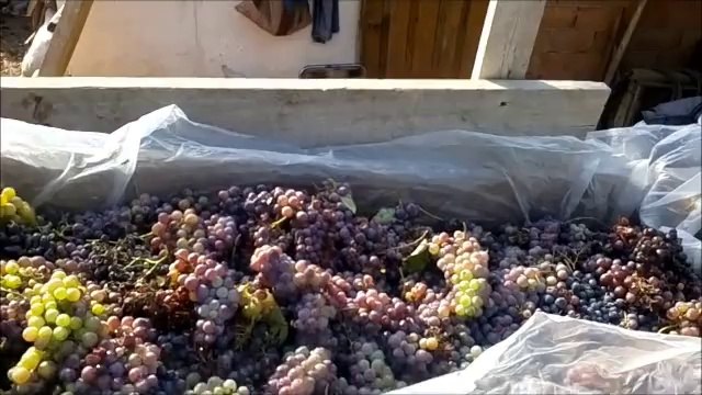 Üzüm Pekmezi Kaynatma Teknede Üzüm Çiğneme ve Şire akıtma