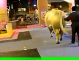 beautiful biggest oxen are oxen Attack And Run and two merino sheep for fighting video