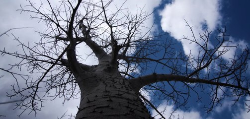 Teaser du film "Warm heart of Africa"