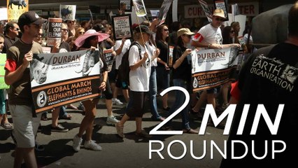 Turtle CPR, marching for elephants & a deep-sea discovery