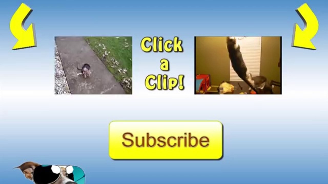 Cat Surprise