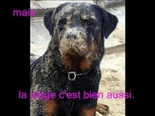 BULL ROTT VOEUX