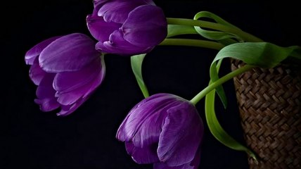 Tamara- No me niegues amor