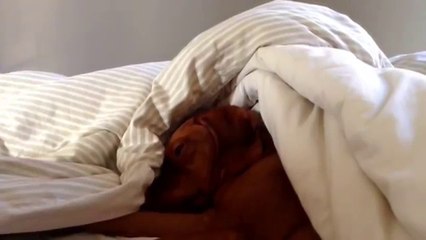 Este perro no tiene ganas de salir de la cama