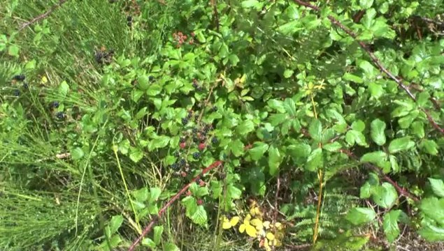 LES VACANCES DE MICHOU W-D.D. ETE 2014 - 13 AOUT 14 - PROMENADE AVEC THERESE DANS LA FORËT DE SEIGNOSSE - Ed. 27 aout 14.