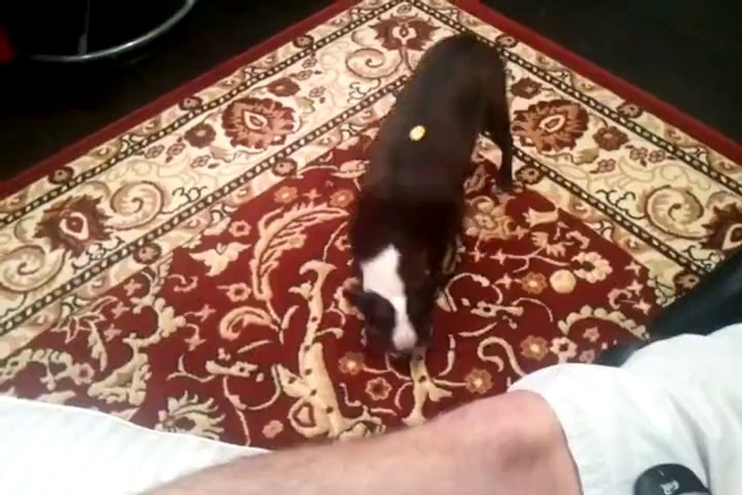 Boston Terrier Tries to Get Honey Comb Cereal