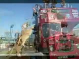 Funny videos, animals, funny animals, lion, funny lions, amazing videos - Video Dailymotion