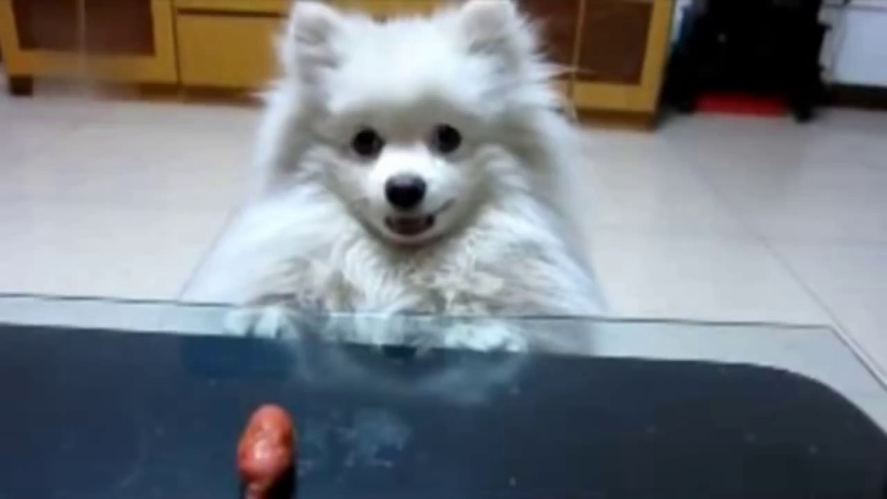 Sausage Dog
