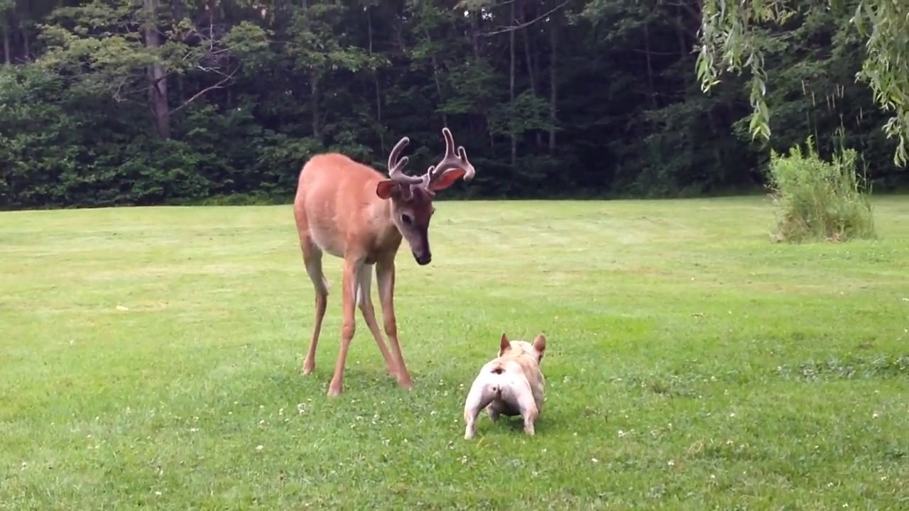 Un bulldog joue avec un jeune cerf!