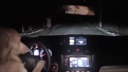 dog snatching a car v amazing