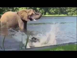 elephant n dog friendship