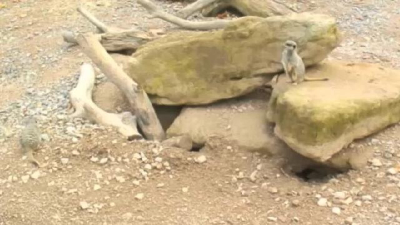 Watch London Zoo's Cutest Animals Live On YouTube 24/7