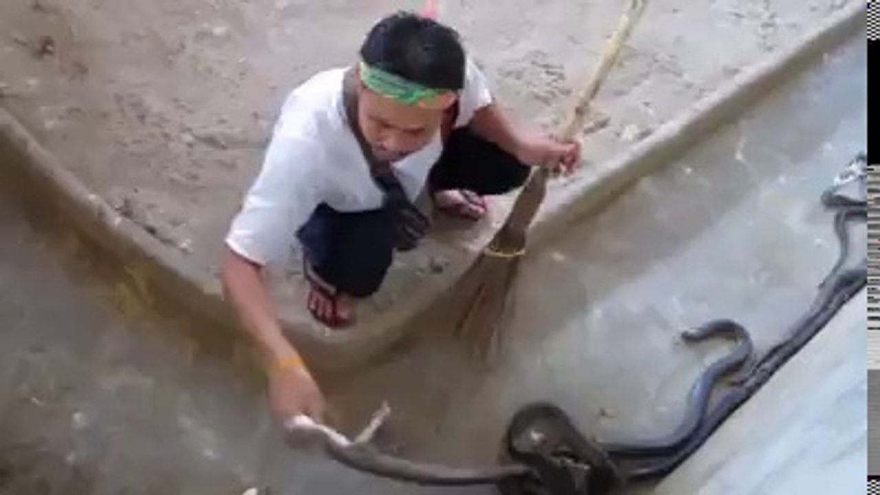 cobraaaa (mustttt watch)