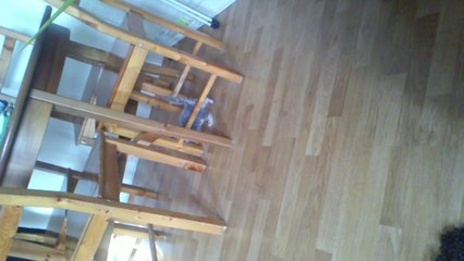 Petit chaton mignon