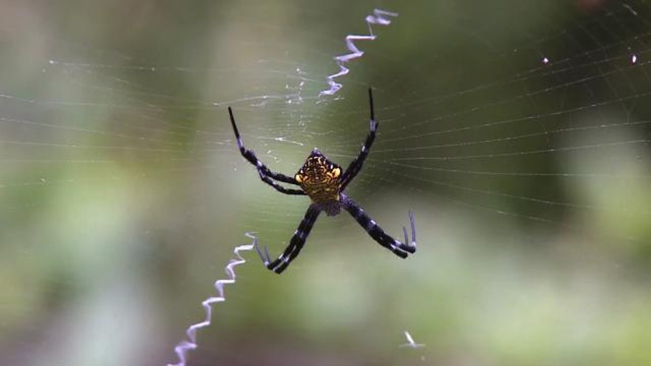 App Helps Classify Spiders in Your House