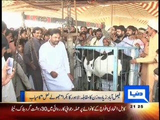 Heavy Weight Bakra 2014