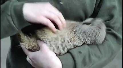 Meerkat laughs when it gets tickled !