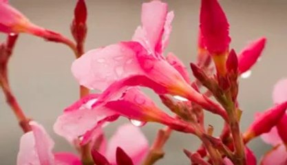 Sawan Aaya Hai 2-Fayyaz Shah