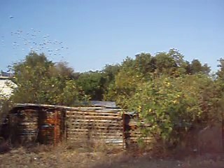 Ballet d'Oiseaux et cabane en bois...