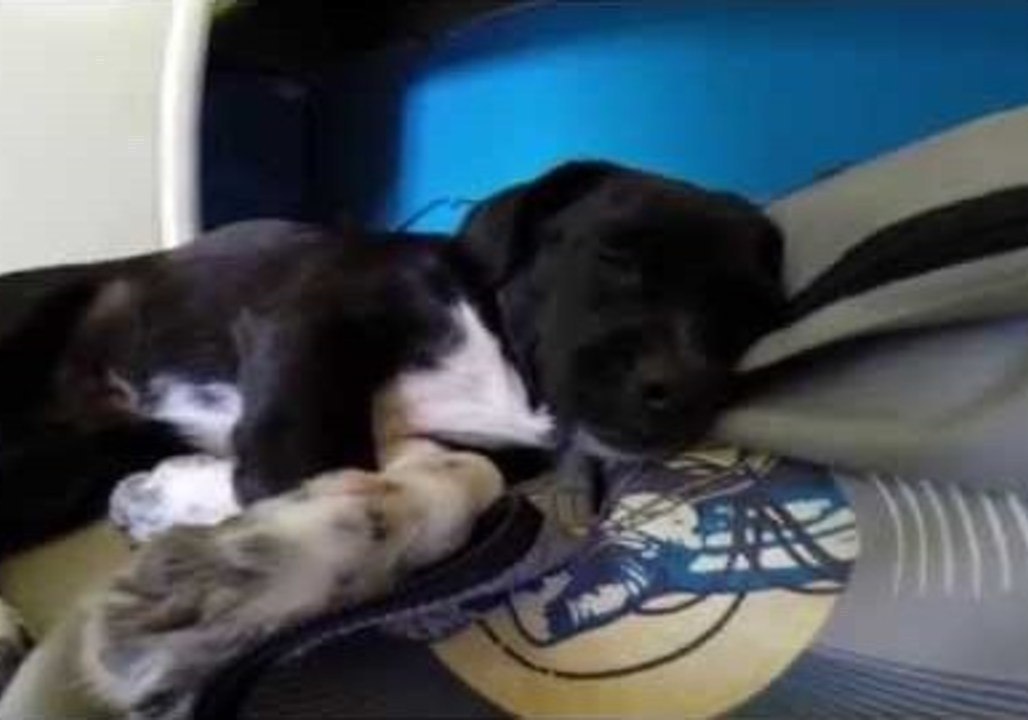 Cute Puppy Snore