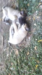 DEV  KANGAL KÖPEKLERİ , ALTIN DEGERINDE  KANGAL  :http://www.satilikkangalkopek.com