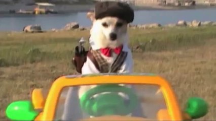 Cute Dog Is A Golf Pro