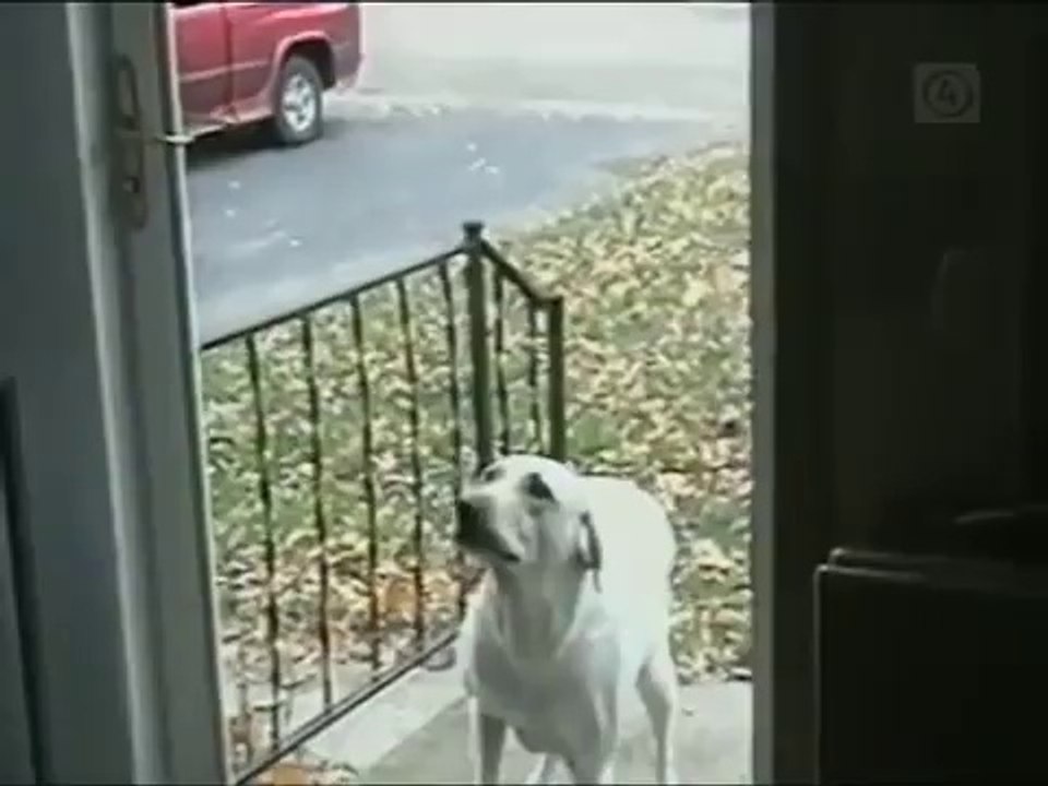 Chien idiot bloqué devant une porte ouverte!