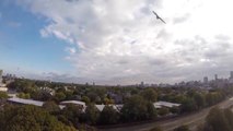 Un aigle attaque un drone en plein vol!