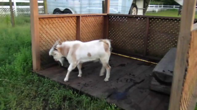 Une chèvre tombe dans les pommes toute les 10 secondes.