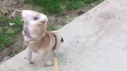 Un chien marche sur les pattes avant! Souple le carlin...