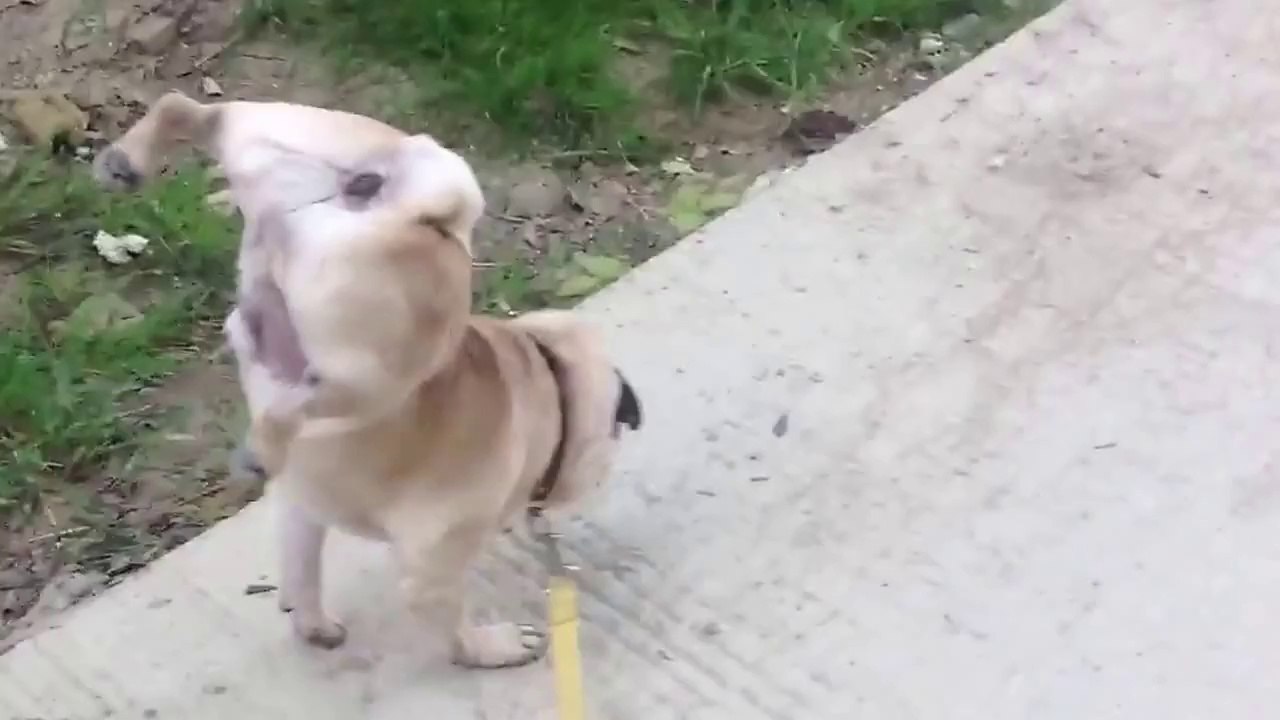 Cute Carlin pug walking on his front legs