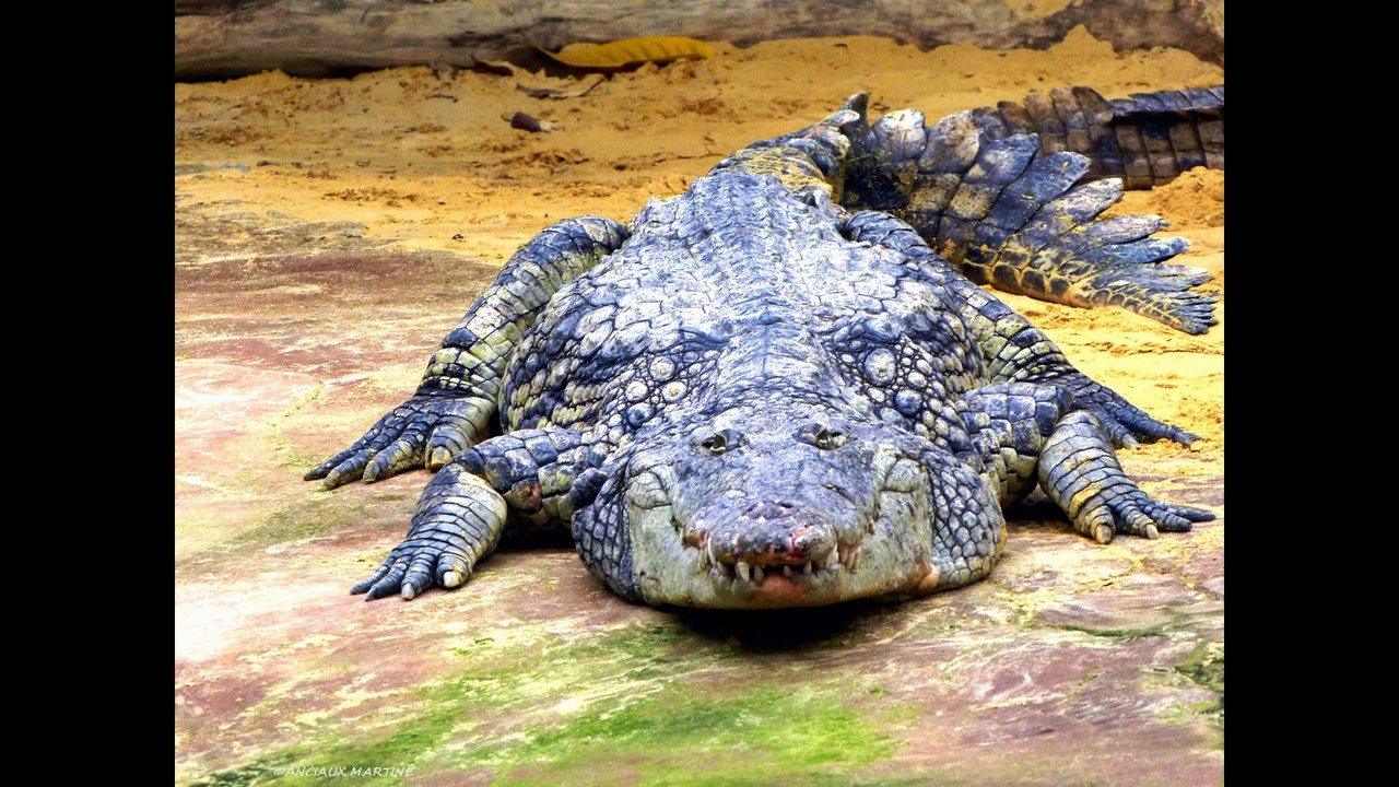 HD.LA FERME AUX CROCODILES N°3 LA SERRE Pierrelatte ANCIAUX MARTINE -
