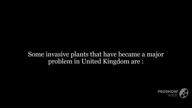 Different Types Of Invasive Plant Species