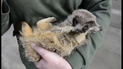 Hilarant : ce suricate est mort de rire quand on le chatouille