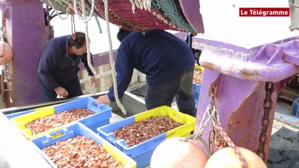 Baie de Quiberon. Coquille St-Jacques : 1,2 million de naissains semés