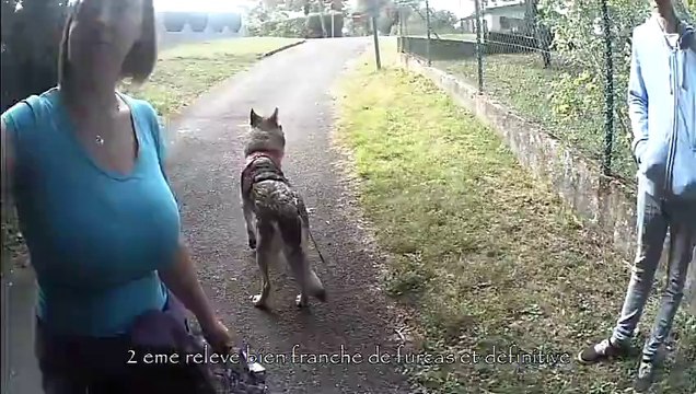 recherche utilitaire avec un chien loup tchecoslovaque