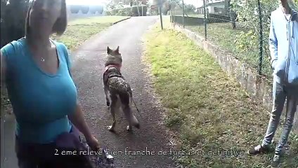 recherche utilitaire avec  un chien loup tchecoslovaque