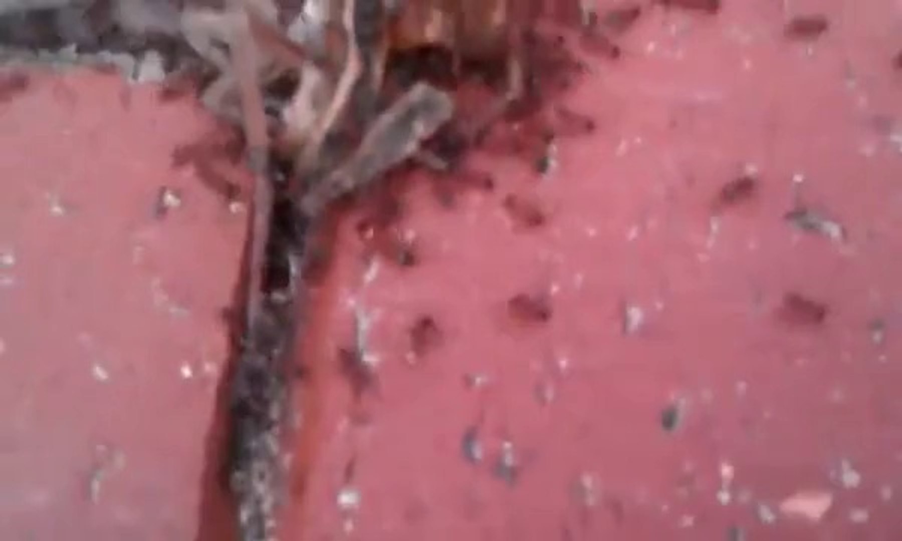 Ants Using Teamwork